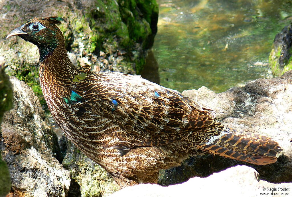 Himalayan Monal male immature