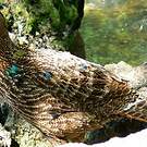 Lophophore resplendissant