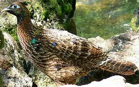 Himalayan Monal