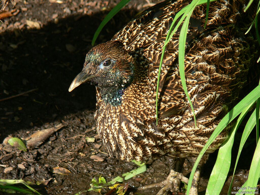 Himalayan Monal