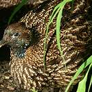 Lophophore resplendissant
