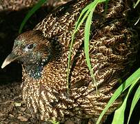 Himalayan Monal