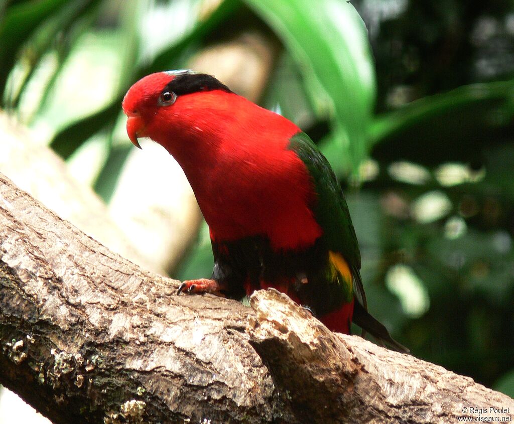 West Papuan Lorikeet