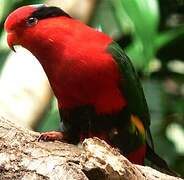 West Papuan Lorikeet