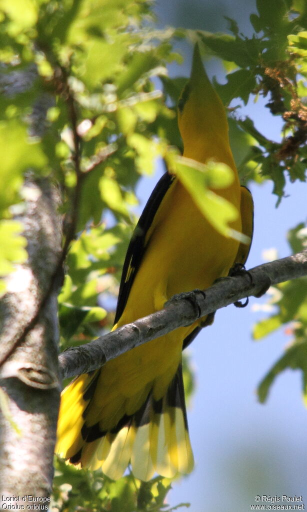 Eurasian Golden Oriole male adult