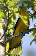 Eurasian Golden Oriole