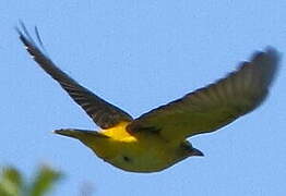 Eurasian Golden Oriole