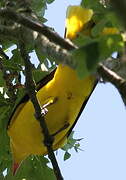 Eurasian Golden Oriole