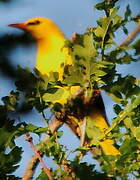 Eurasian Golden Oriole