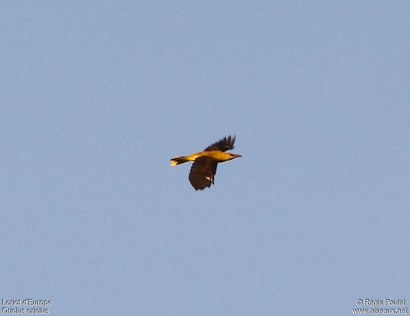 Eurasian Golden Oriole, Flight