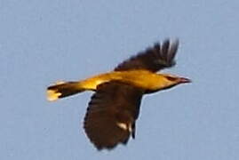 Eurasian Golden Oriole