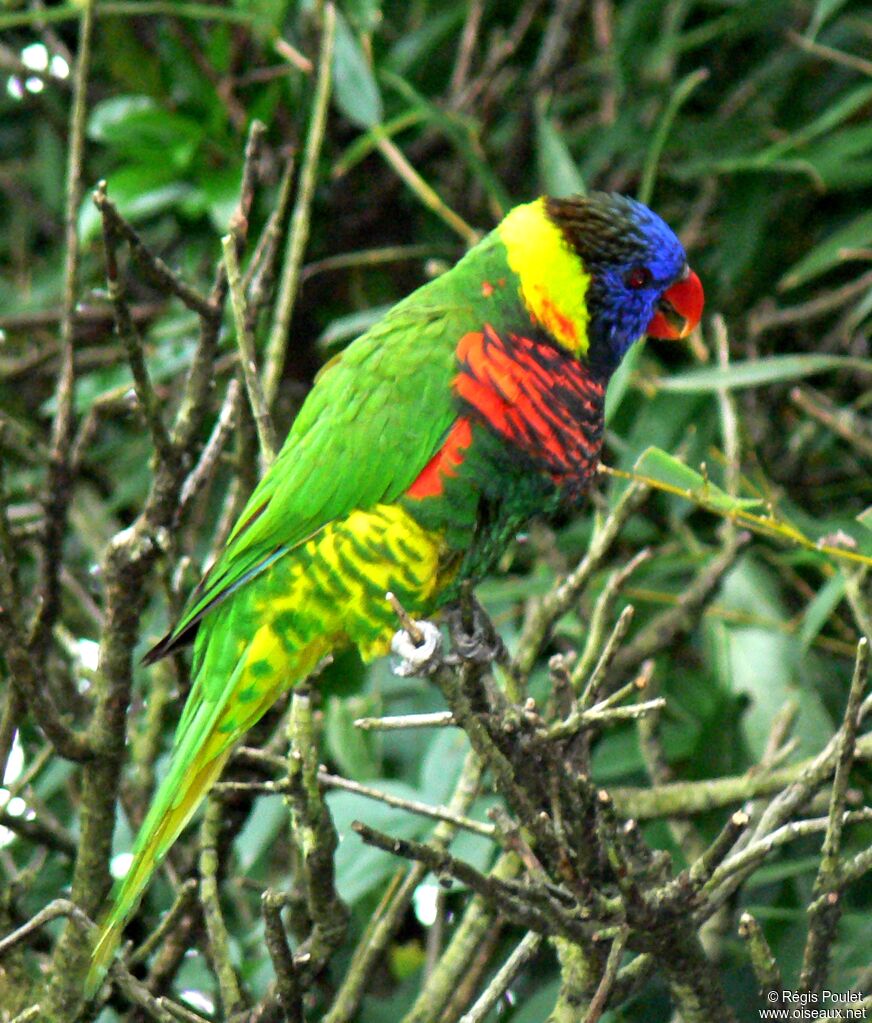 Coconut Lorikeetadult