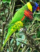 Coconut Lorikeet