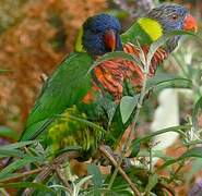 Coconut Lorikeet