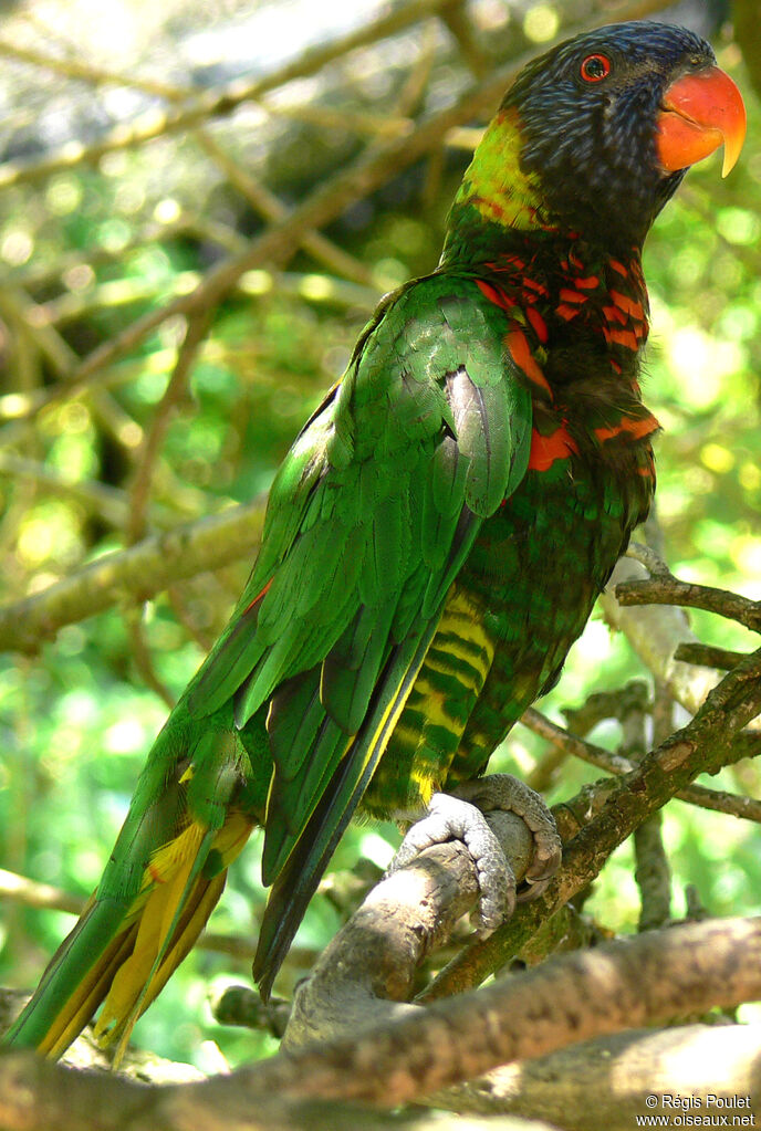 Coconut Lorikeetadult, identification