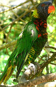 Coconut Lorikeet