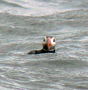 Atlantic Puffin