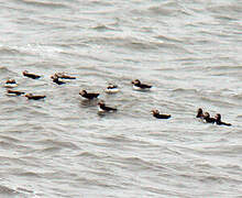 Atlantic Puffin