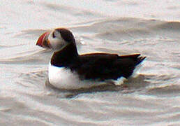 Atlantic Puffin