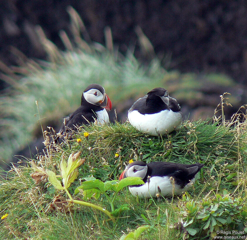 Atlantic Puffin adult breeding, Behaviour