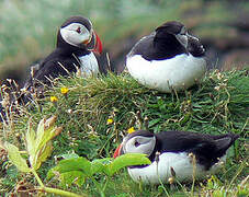 Atlantic Puffin