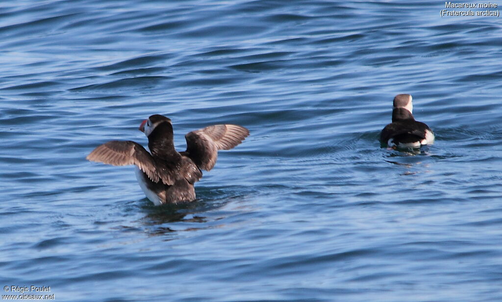 Atlantic Puffinadult breeding