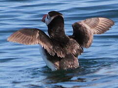 Atlantic Puffin