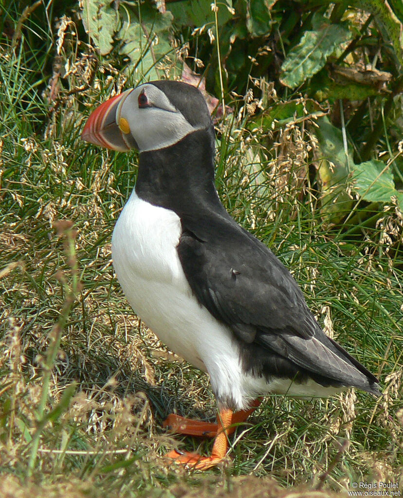 Atlantic Puffinadult breeding, identification