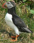 Atlantic Puffin