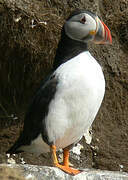 Atlantic Puffin