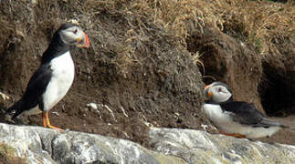 Atlantic Puffin