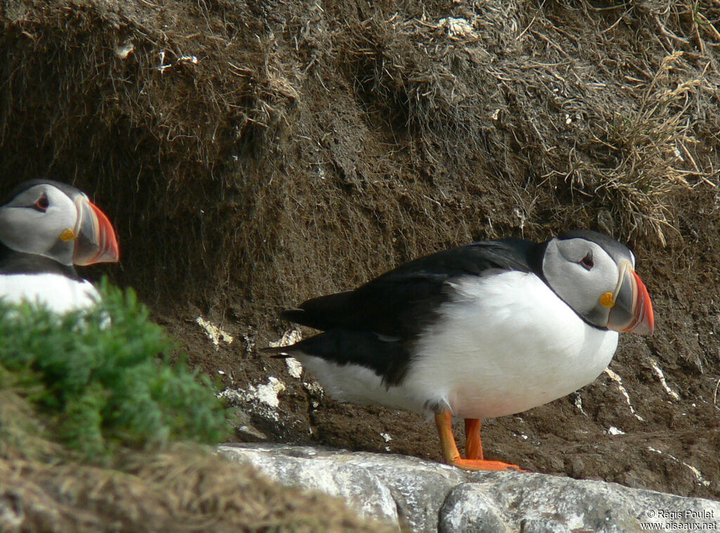 Macareux moine adulte nuptial, identification, Nidification