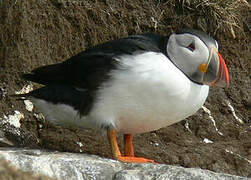 Atlantic Puffin