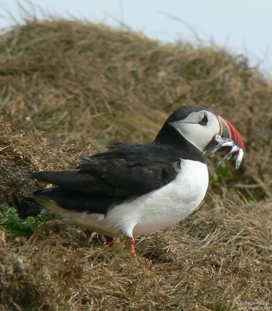 Macareux moineadulte nuptial, identification, régime