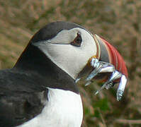 Atlantic Puffin