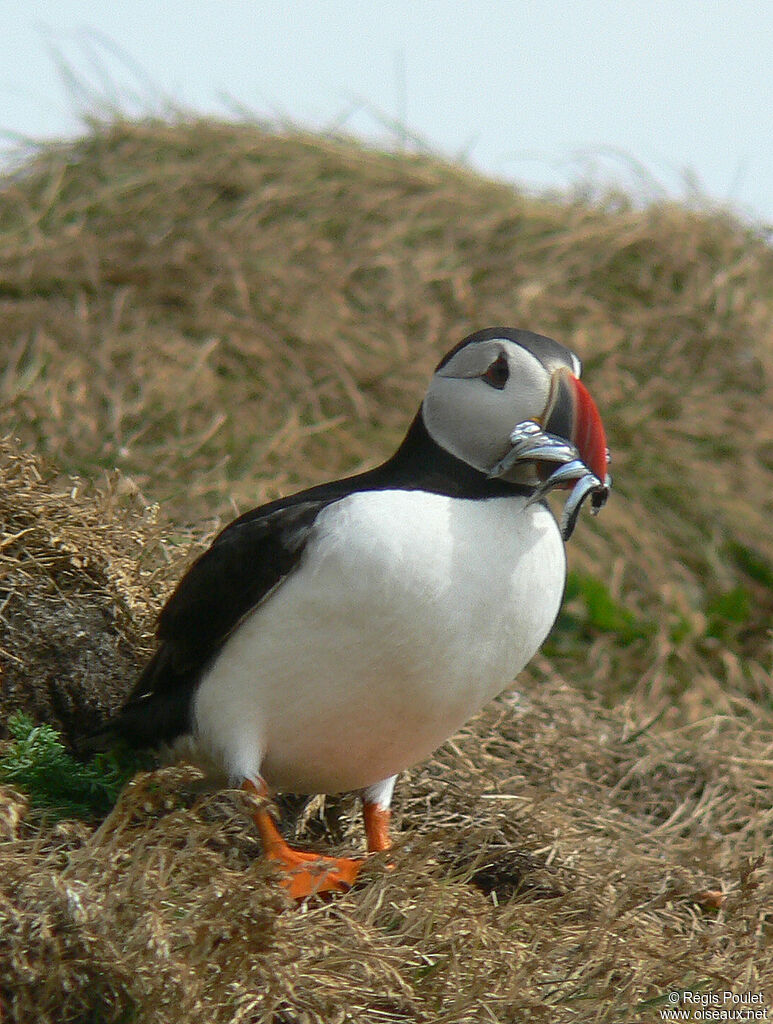 Macareux moineadulte nuptial, identification, régime