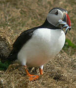 Atlantic Puffin