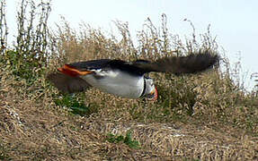 Atlantic Puffin