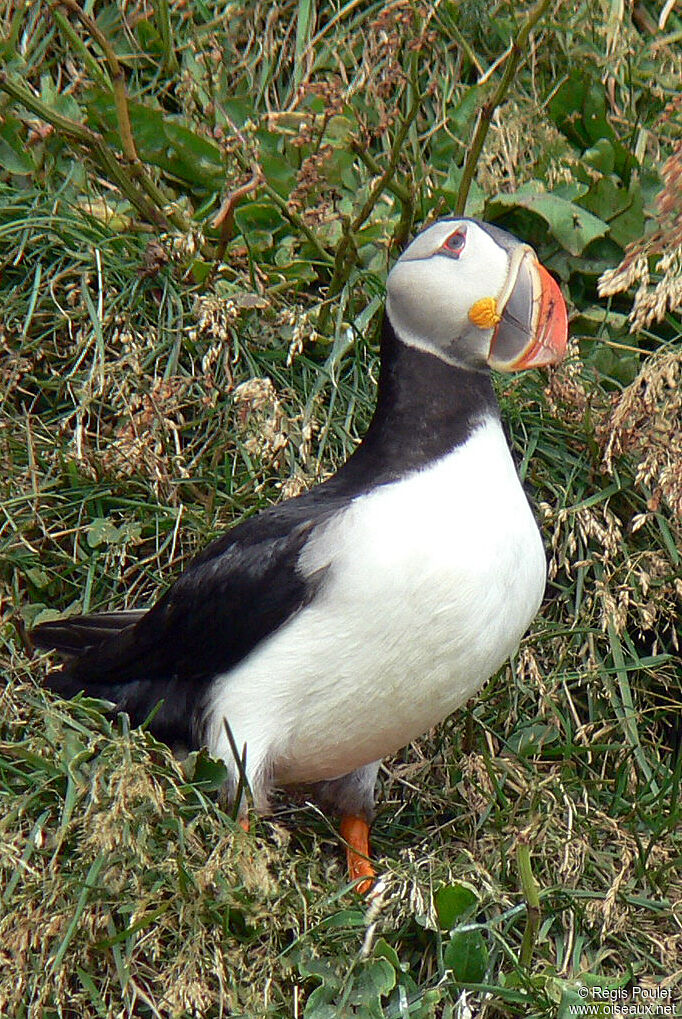 Macareux moineadulte nuptial, identification