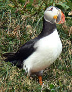 Atlantic Puffin