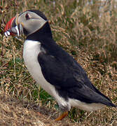 Atlantic Puffin