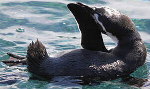 Humboldt Penguin