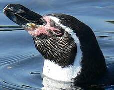 Humboldt Penguin