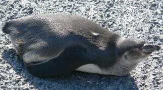 Humboldt Penguin