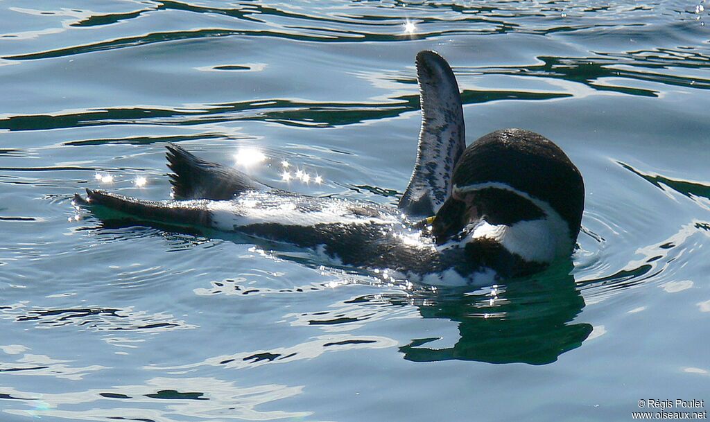 Humboldt Penguinadult