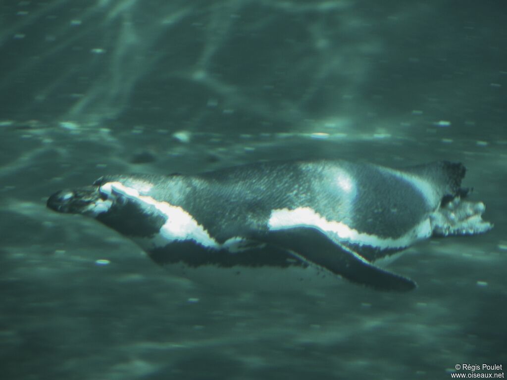 Humboldt Penguinadult