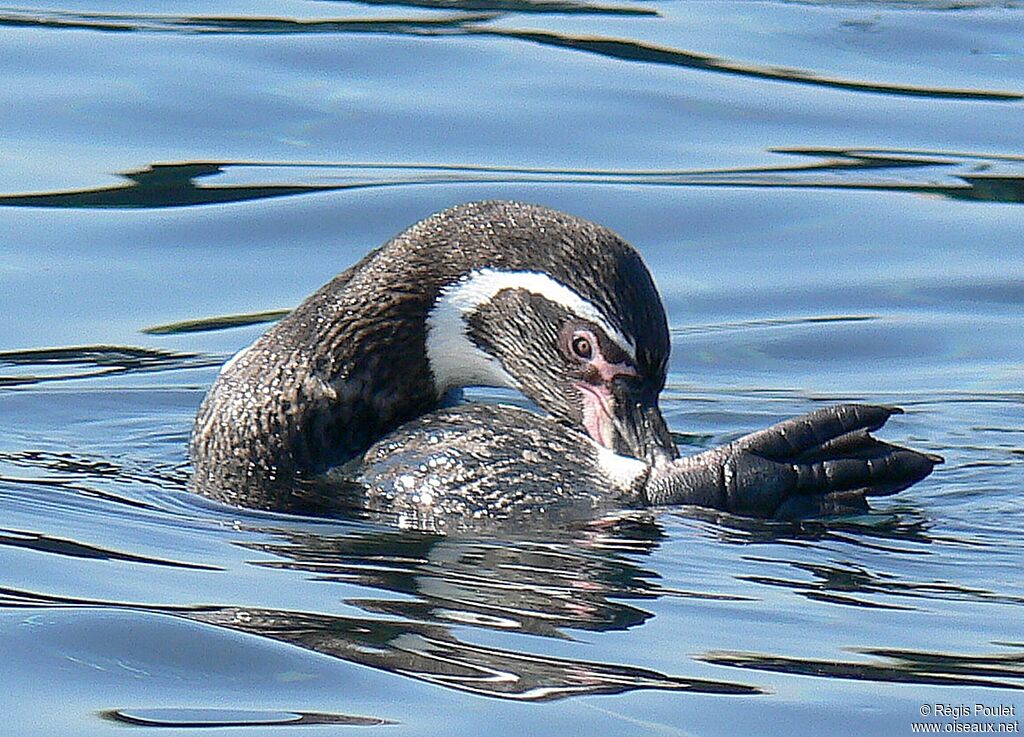 Humboldt Penguinadult