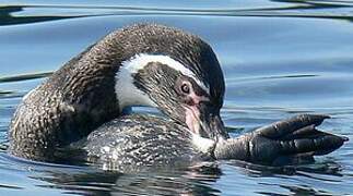 Humboldt Penguin