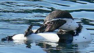 Humboldt Penguin