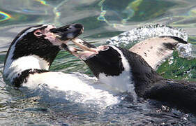 Humboldt Penguin